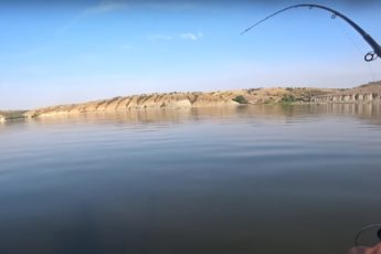 клев сазана